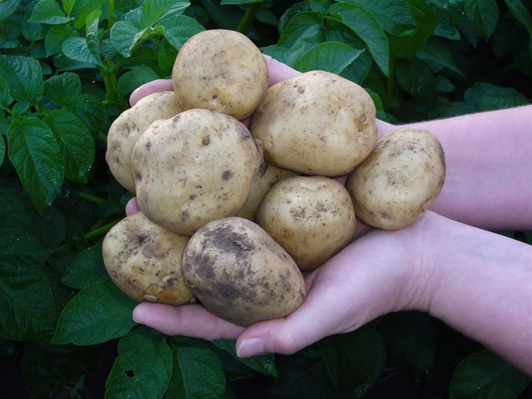 Händerna fulla med potatisar